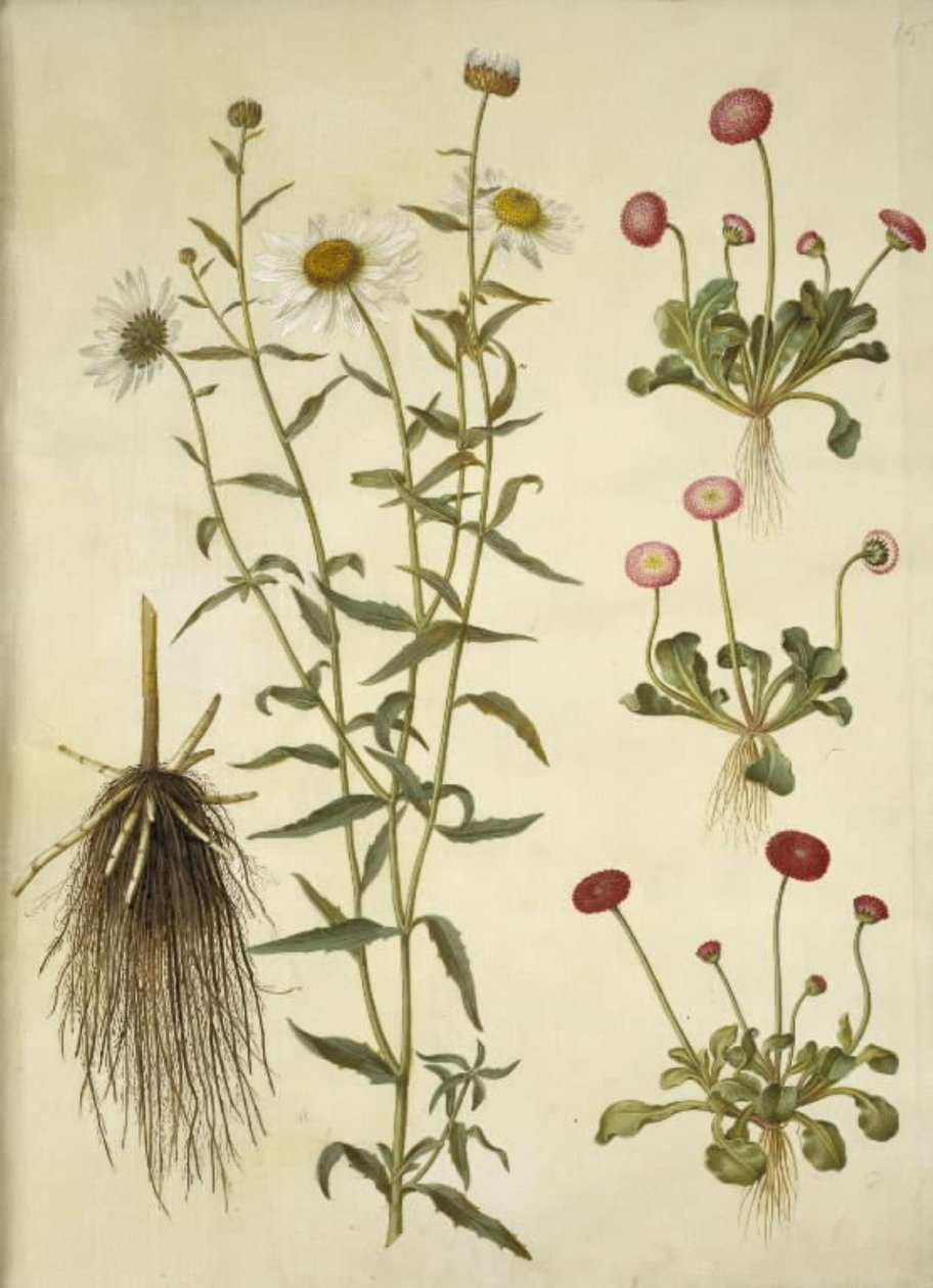Leucanthemum vulgare (białe oko byka); Bellis perennis (pospolita stokrotka) autorstwa Hans Simon Holtzbecker