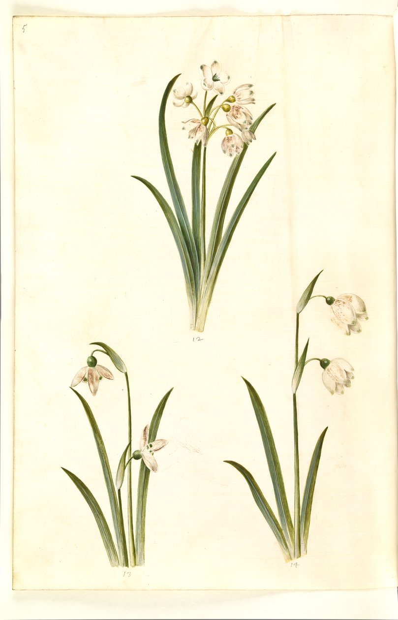 Leucojum aestivum (śliwka letnia); Galanthus nivalis (przebiśnieg pospolity); Leucojum vernum (lilia Dorotea) autorstwa Hans Simon Holtzbecker