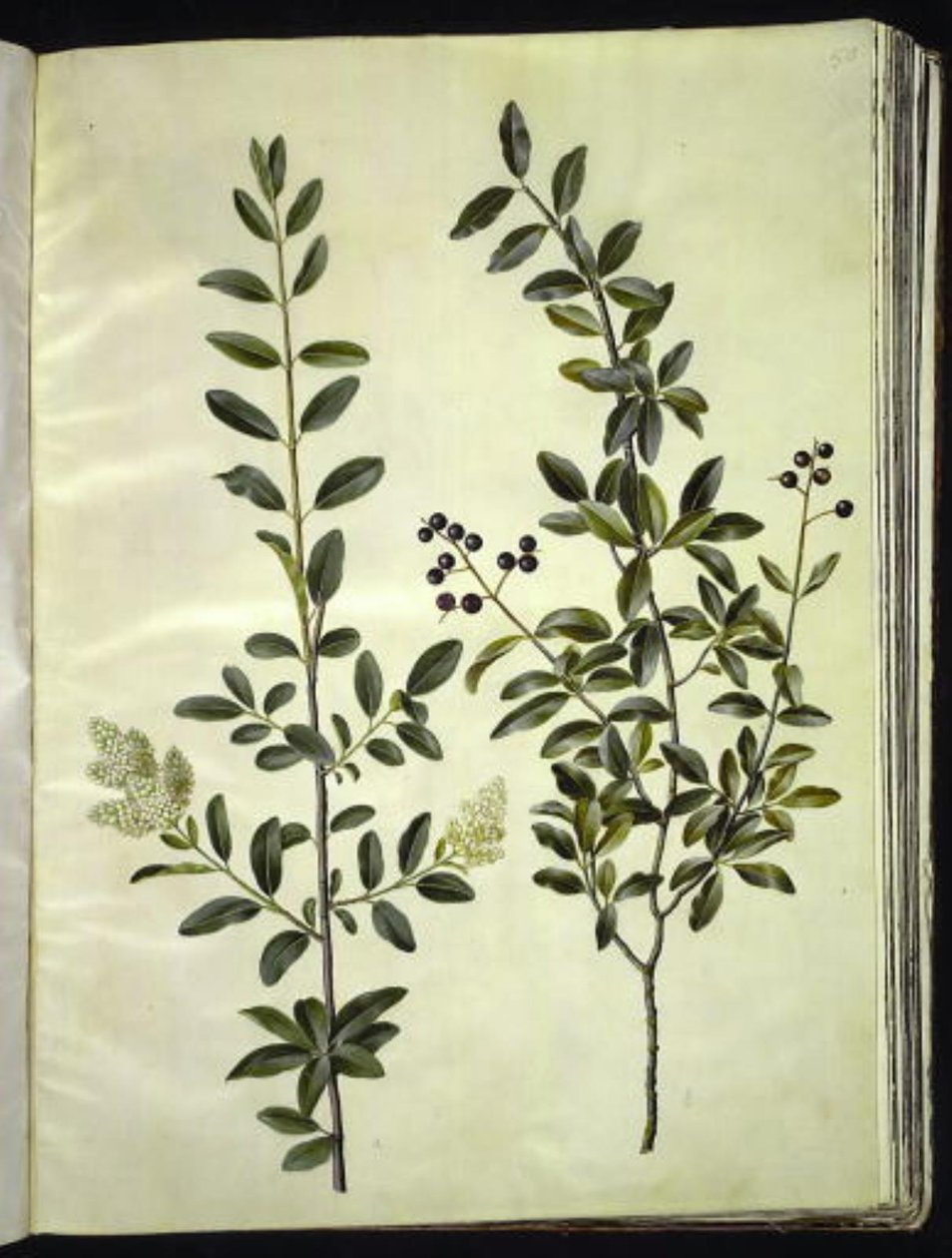 Ligustrum vulgare (ligustrum pospolity) autorstwa Hans Simon Holtzbecker