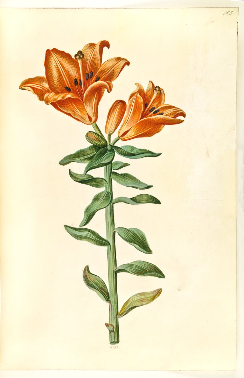 Lilium bulbiferum (lilia ognista) autorstwa Hans Simon Holtzbecker