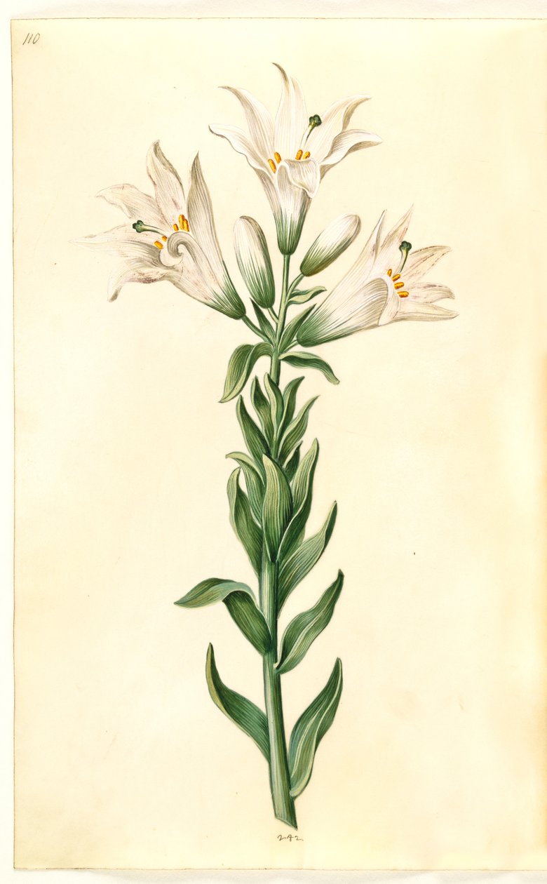 biała lilia (madonna-lilje) autorstwa Hans Simon Holtzbecker