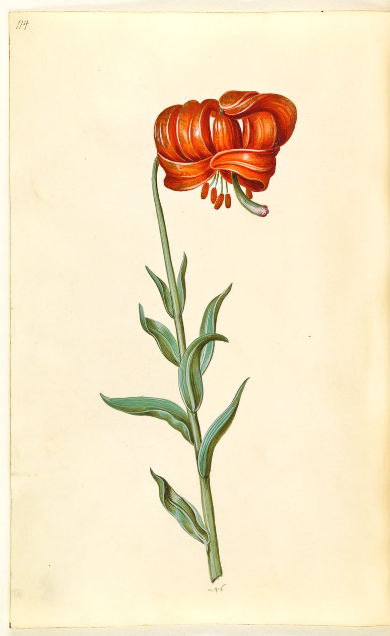 Lilia Chalcedon (rød turbanlilje) autorstwa Hans Simon Holtzbecker