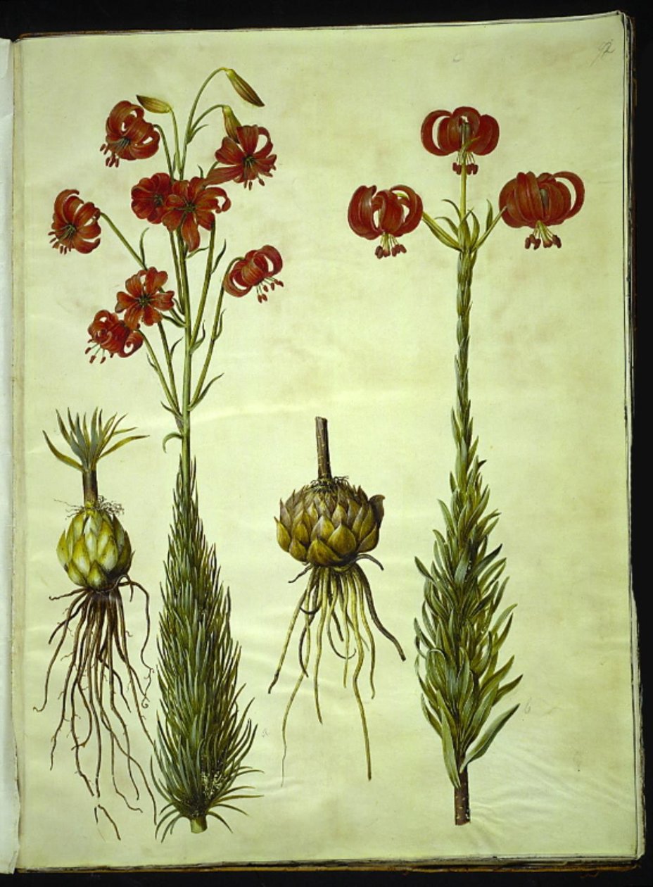 Lilia Chalcedon (rød turbanlilje) autorstwa Hans Simon Holtzbecker