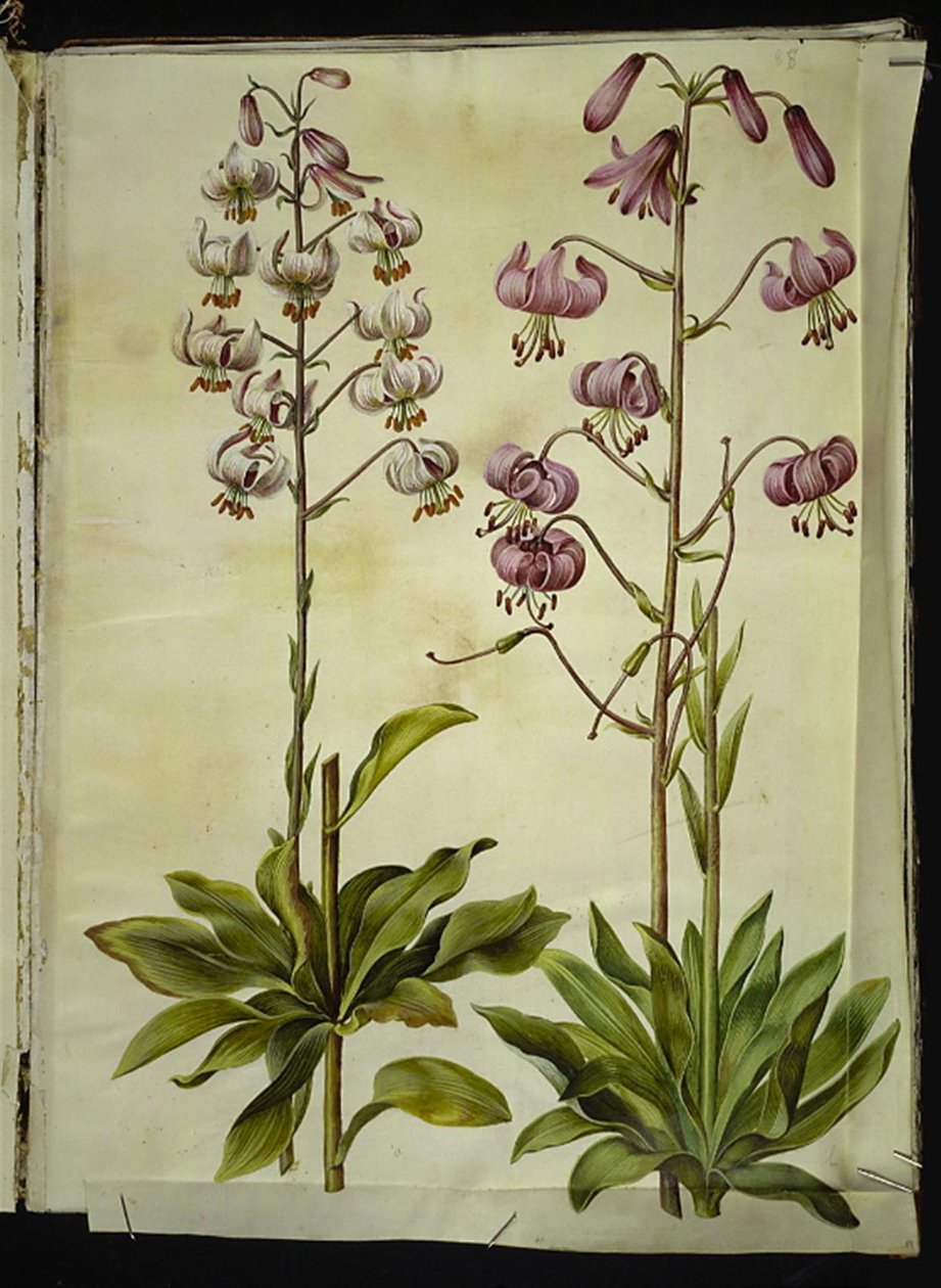 Lilium złotogłów (lilia wieniec) autorstwa Hans Simon Holtzbecker