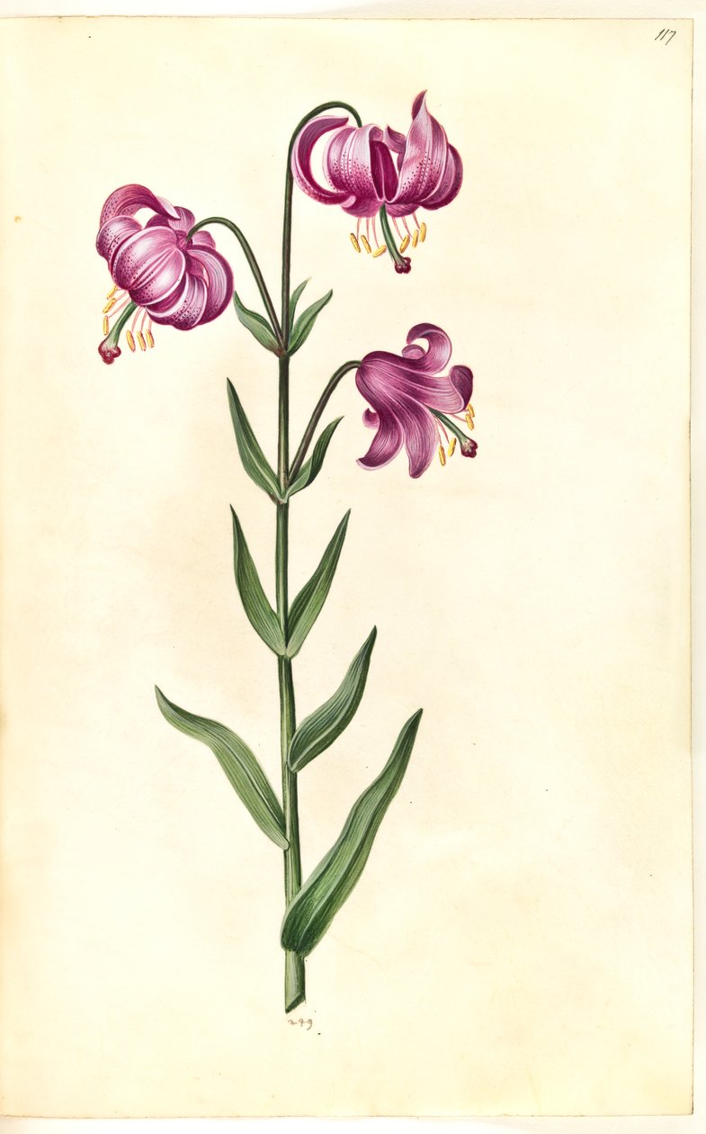 Lilium złotogłów (lilia wieniec) autorstwa Hans Simon Holtzbecker