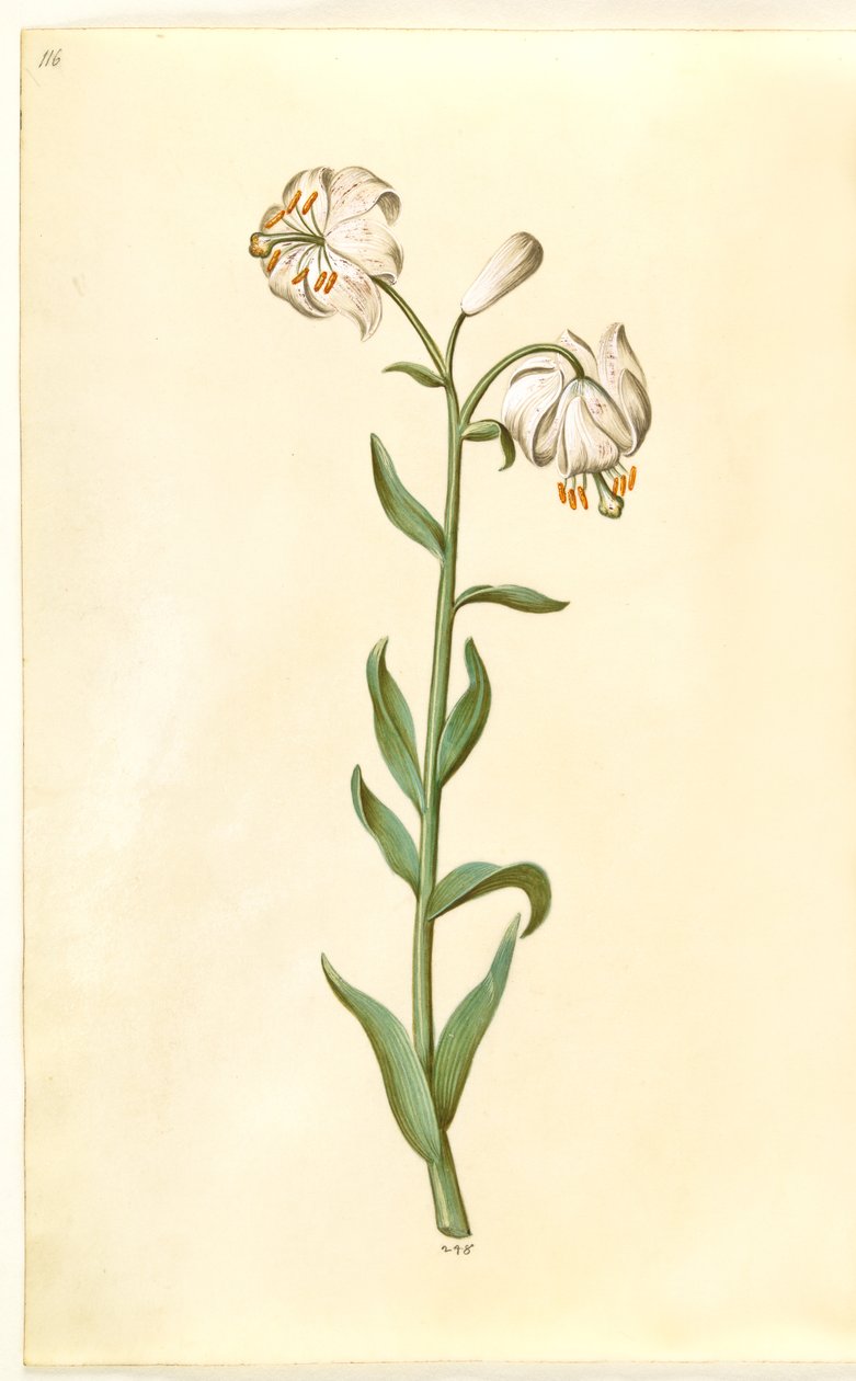 Lilium złotogłów (lilia wieniec) autorstwa Hans Simon Holtzbecker