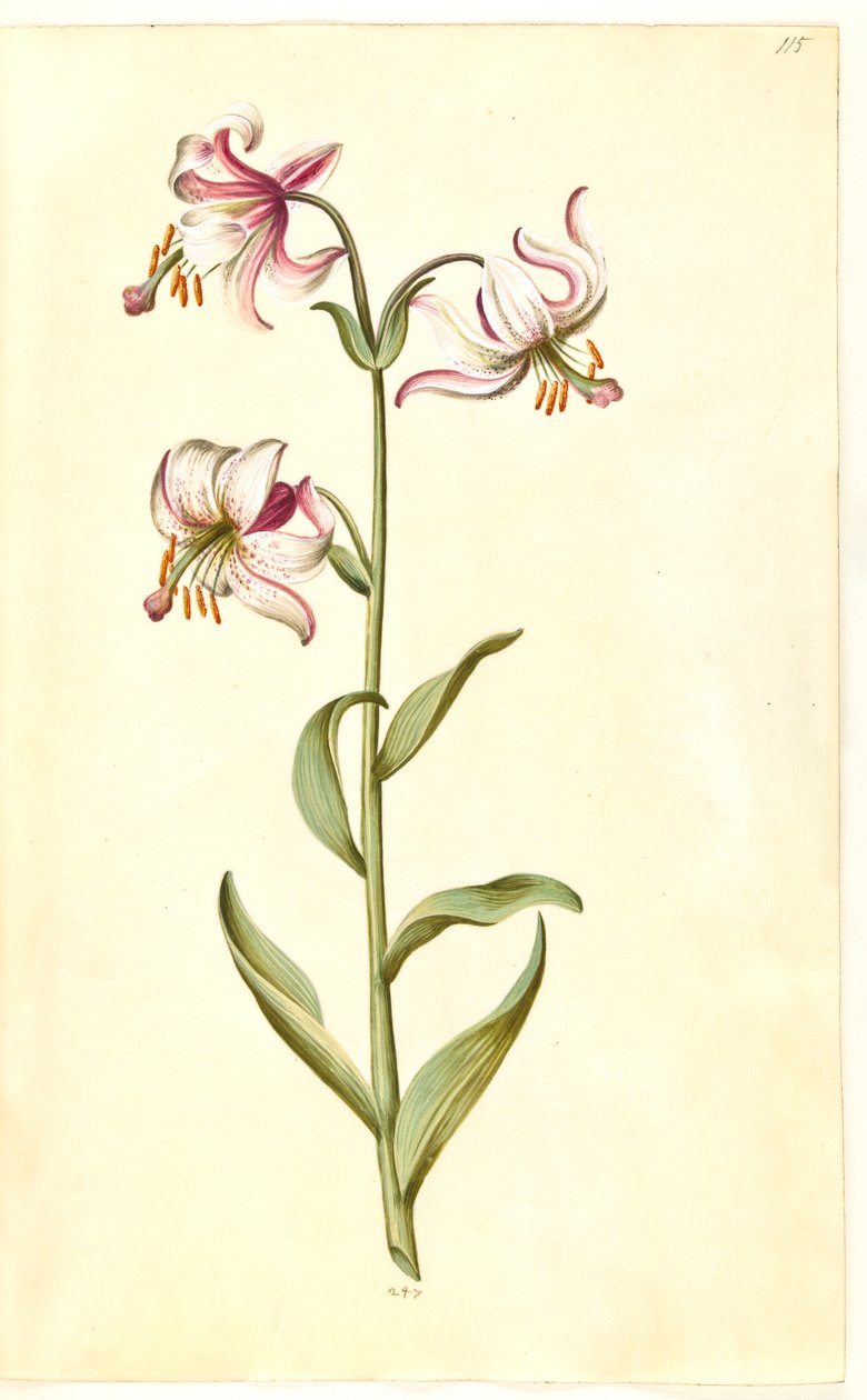 Lilium złotogłów (lilia wieniec) autorstwa Hans Simon Holtzbecker