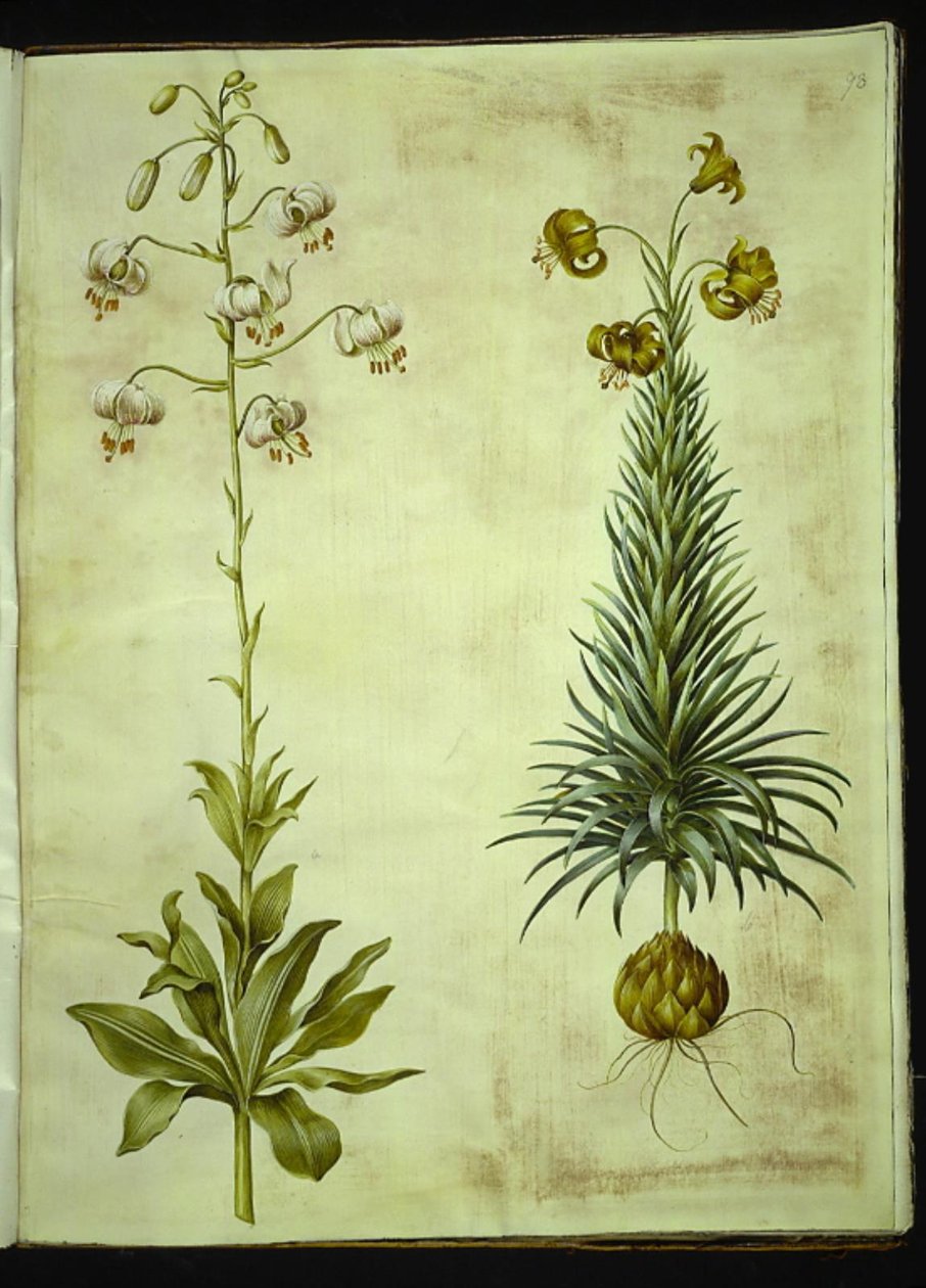 Lilium martagon (lilia wieniec); Lilium pyrenaicum (lilia pirenejska) autorstwa Hans Simon Holtzbecker
