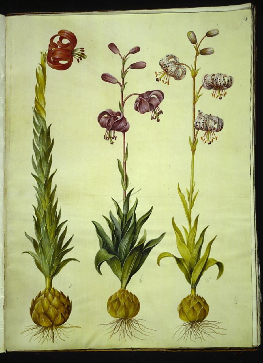 Lily pomponium (pompon-lilje); Lilia złotogłów (krans-lilje) autorstwa Hans Simon Holtzbecker