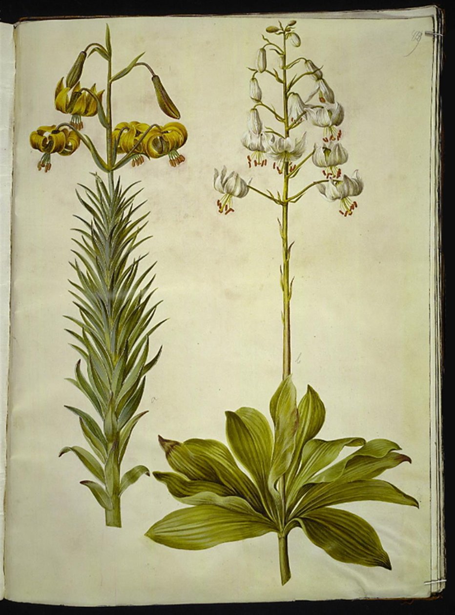 Lilium pyrenaicum (lilia pirenejska); Lilium złotogłów (lilia wieniec) autorstwa Hans Simon Holtzbecker