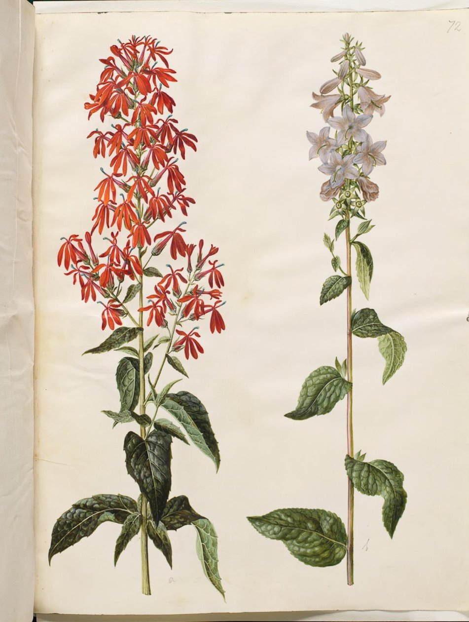 Lobelia cardinalis (lobelia kardynalna); Campanula latifolia (dzwon szerokolistny) autorstwa Hans Simon Holtzbecker