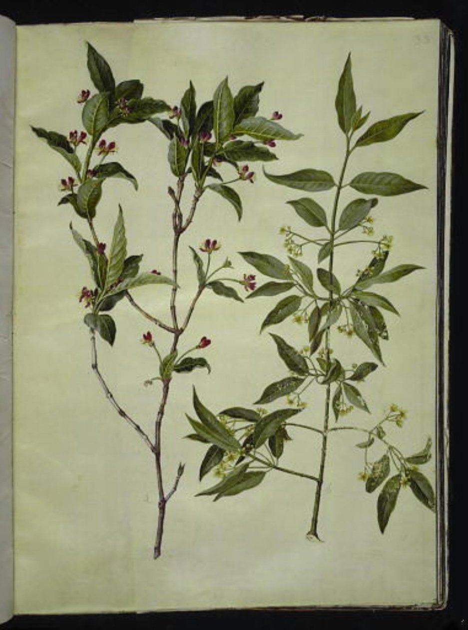 Lonicera alpigena (liść kozy alpejskiej); Euonymus europaeus (drewno pospolite) autorstwa Hans Simon Holtzbecker