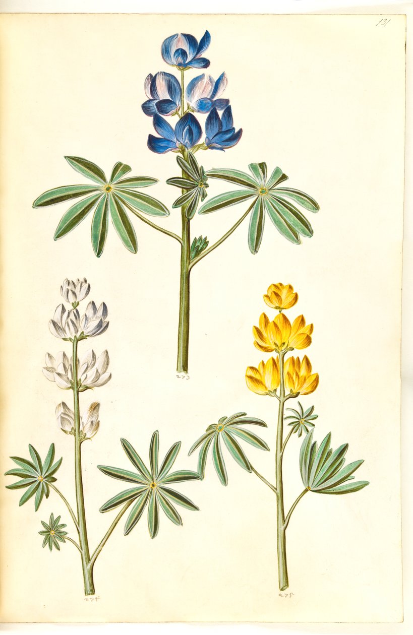 Wilk włochaty (blå lupin); Łubin biały (łubin biały); Łubin żółty (łubin żółty) autorstwa Hans Simon Holtzbecker