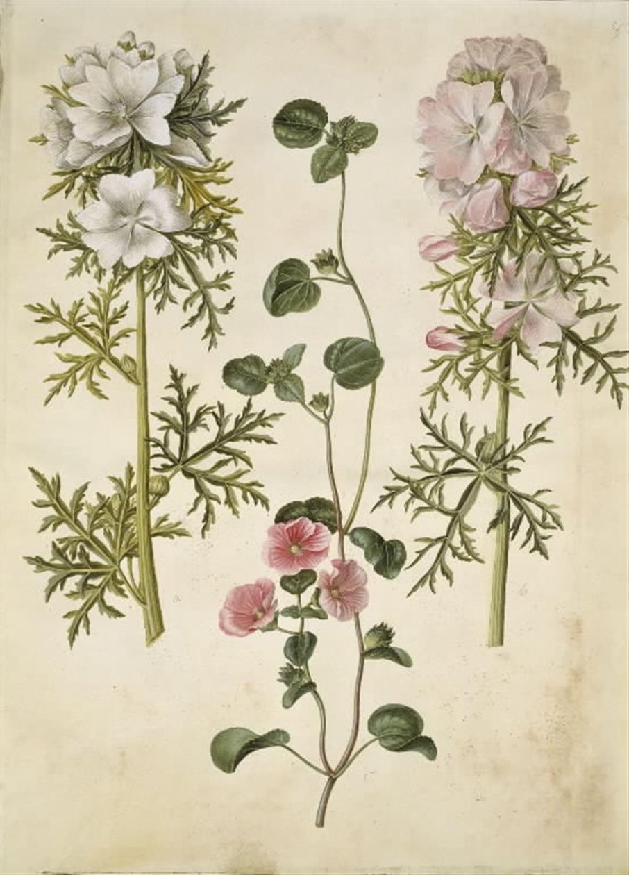 Malva moschata (baldachim piżmowy); Malva lub Malope (sztuka af katost lub malope) autorstwa Hans Simon Holtzbecker