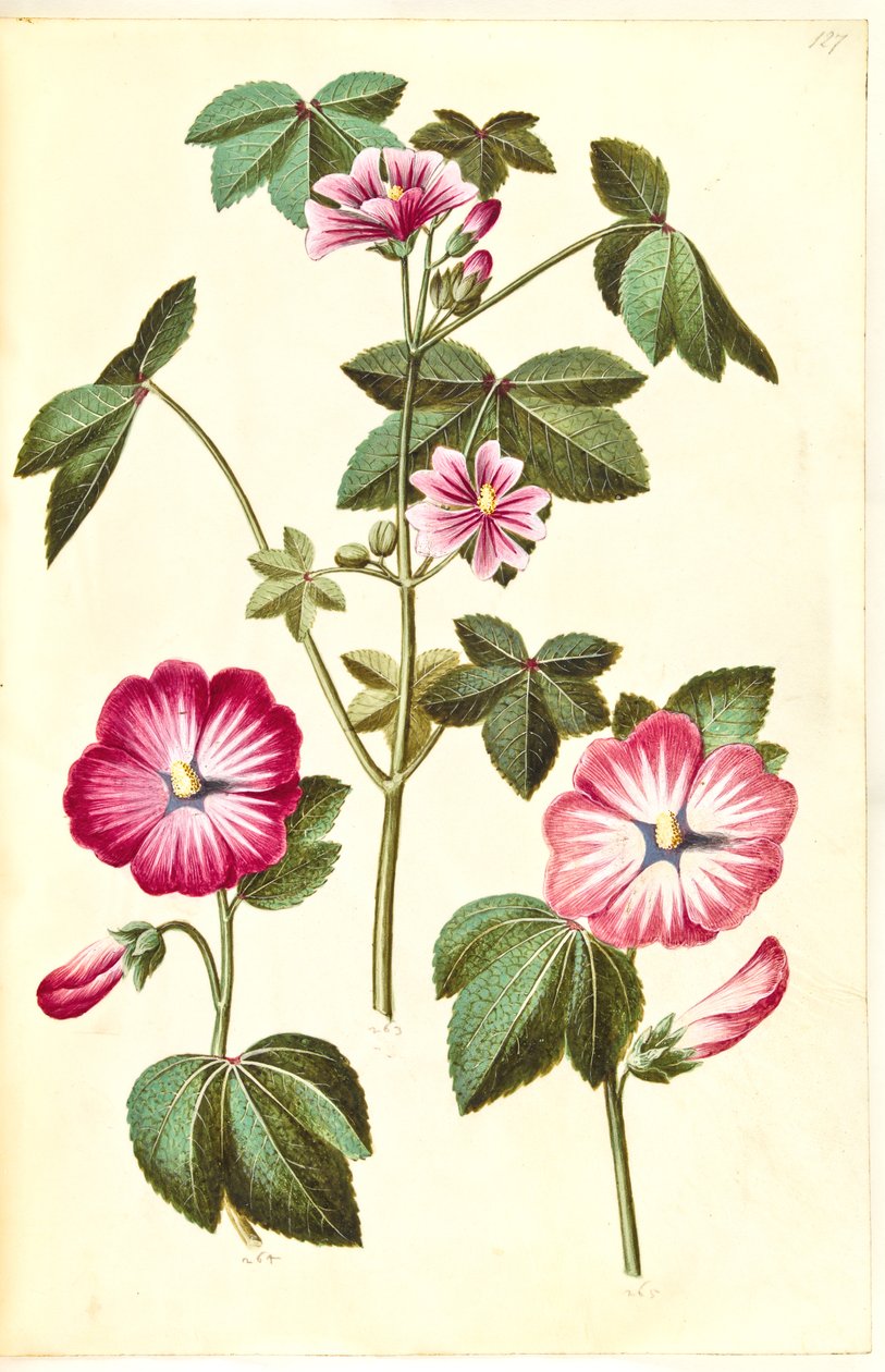 Malva sylvestris (koci ser zwyczajny); Lavatera trimestris (robak mameluków) autorstwa Hans Simon Holtzbecker