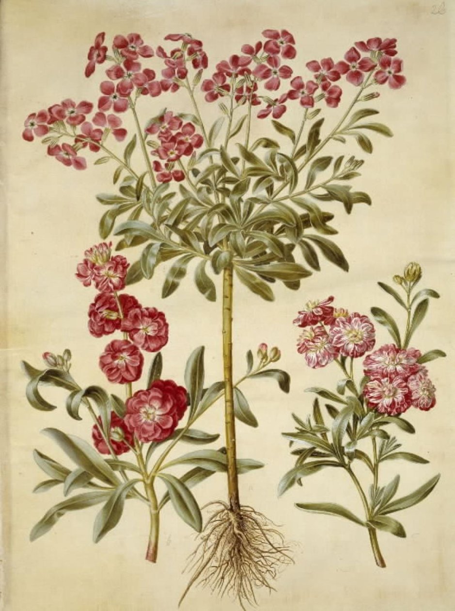 Matthiola incana (vinter-levkøj) autorstwa Hans Simon Holtzbecker