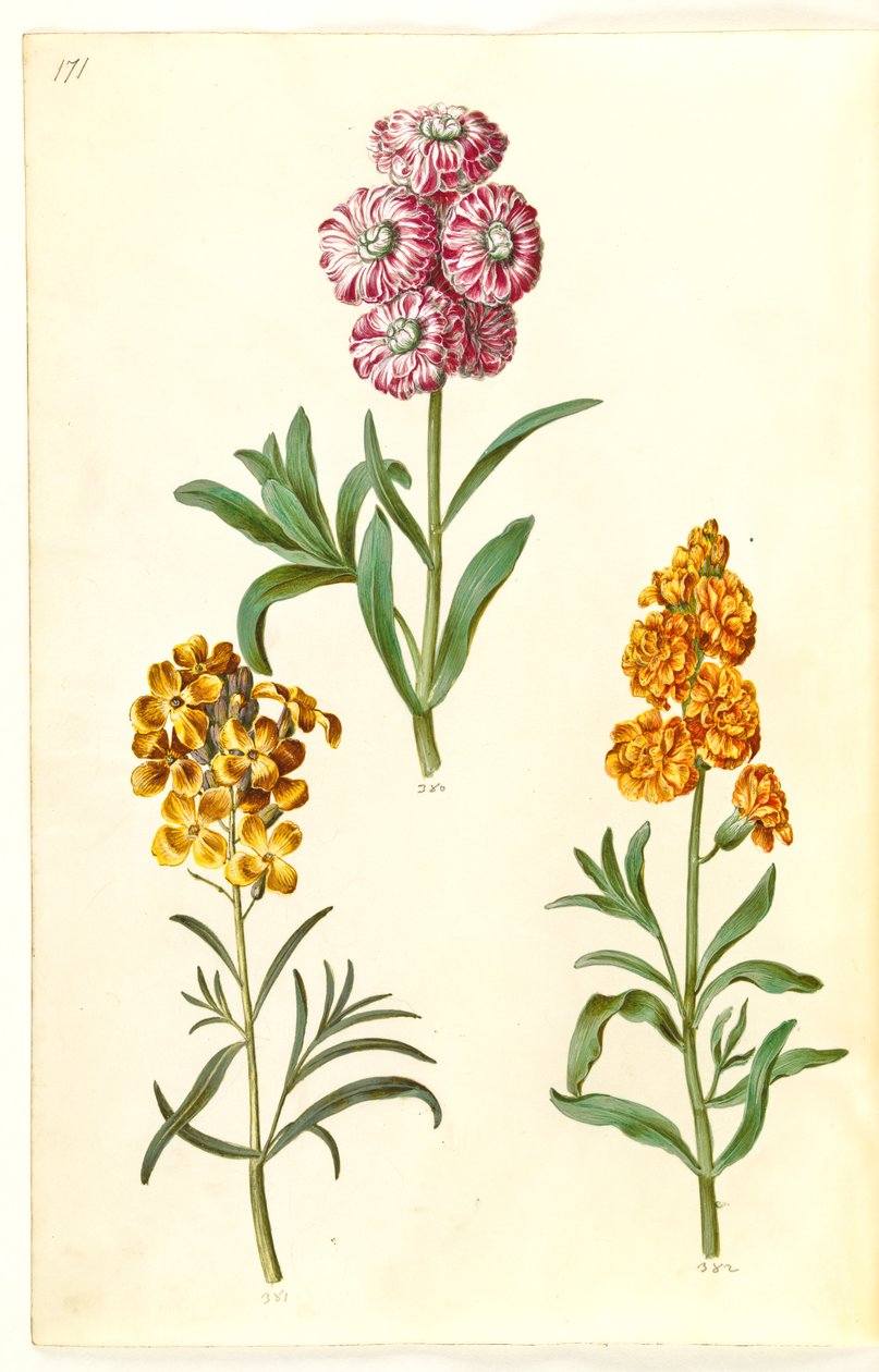 Matthiola incana (zimowa krowa); Erysimum cheiri (złoty) autorstwa Hans Simon Holtzbecker