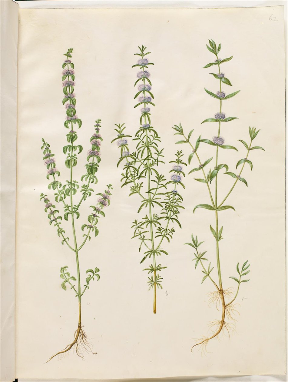 Mentha pulegium (polej mięta); Mentha cervina (mięta jelenia); Mentha (gatunek mięty) autorstwa Hans Simon Holtzbecker