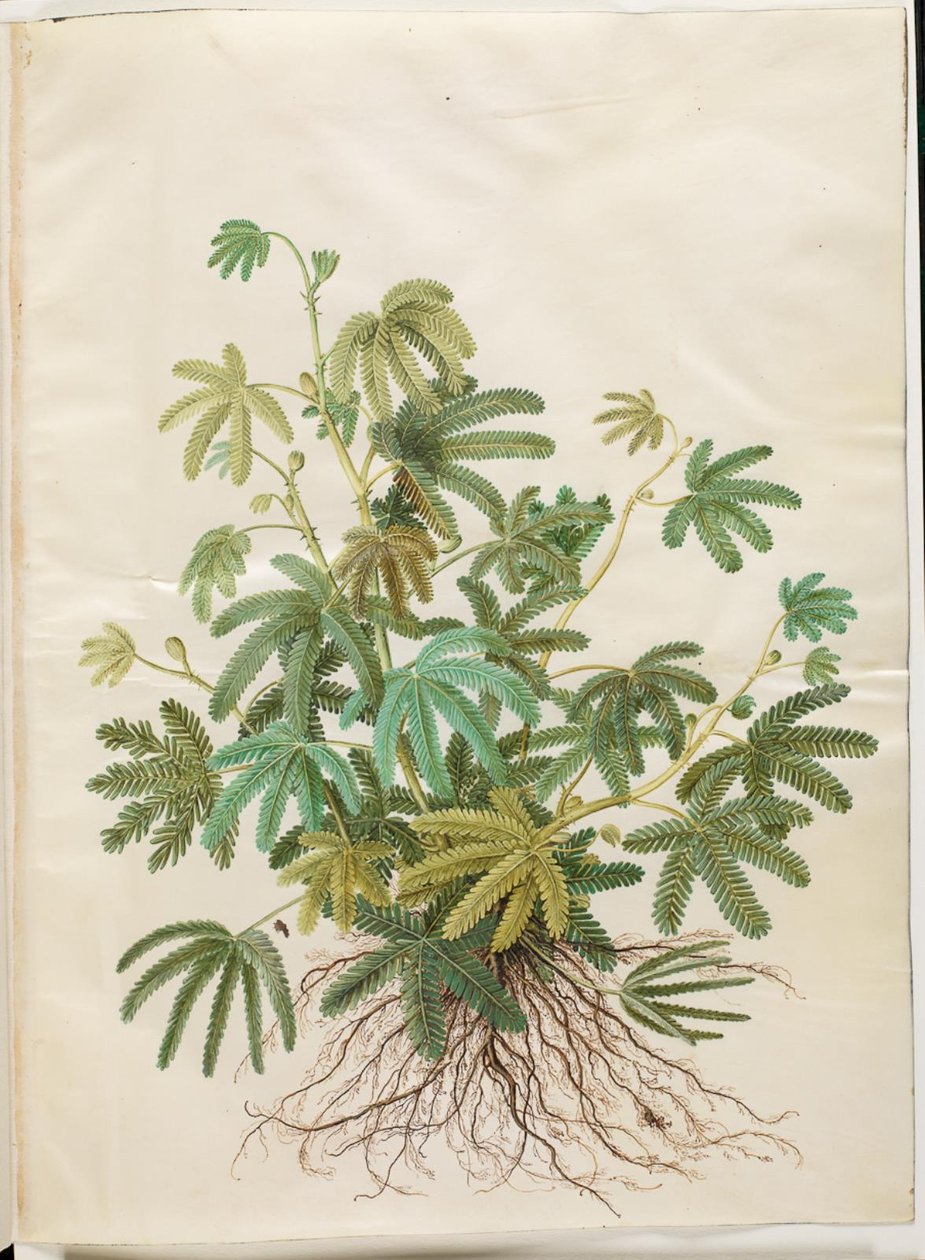 Mimosa polydactyla (mimoza mangefingret) autorstwa Hans Simon Holtzbecker