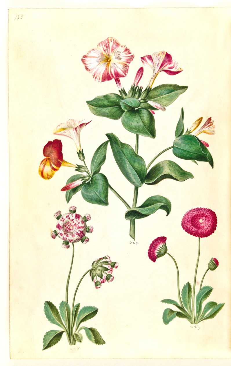 Mirabilis jalapa (cudowny kwiat); Bellis perennis (pospolita stokrotka) autorstwa Hans Simon Holtzbecker