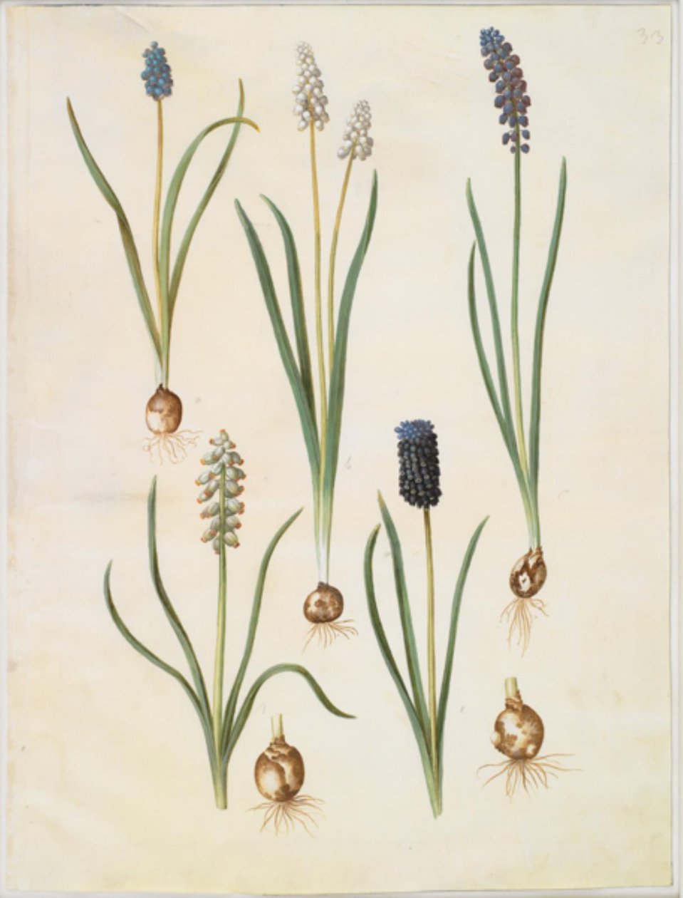 Muscari botryoides (almindelig perlehyacint); Muscari racemosum (muskat-perlehyacint); Muscari zaniedbany autorstwa Hans Simon Holtzbecker