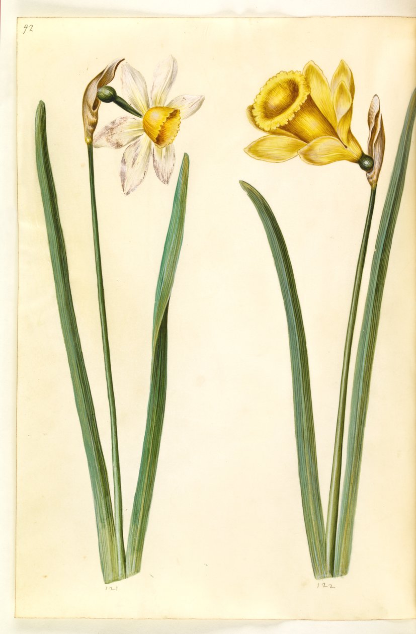 Narcyz ×incomparabilis (narcyz ogrodowy); Narcissus pseudonarcissus (żonkil) autorstwa Hans Simon Holtzbecker