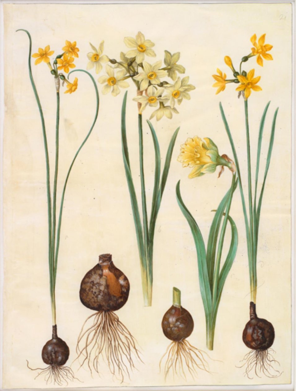Narcissus jonquilla (rush-narcissus); Narcissus tazetta aureus (złoty tazet); Narcissus pseudonarcissus bicolor (żonkil dwukolorowy) autorstwa Hans Simon Holtzbecker