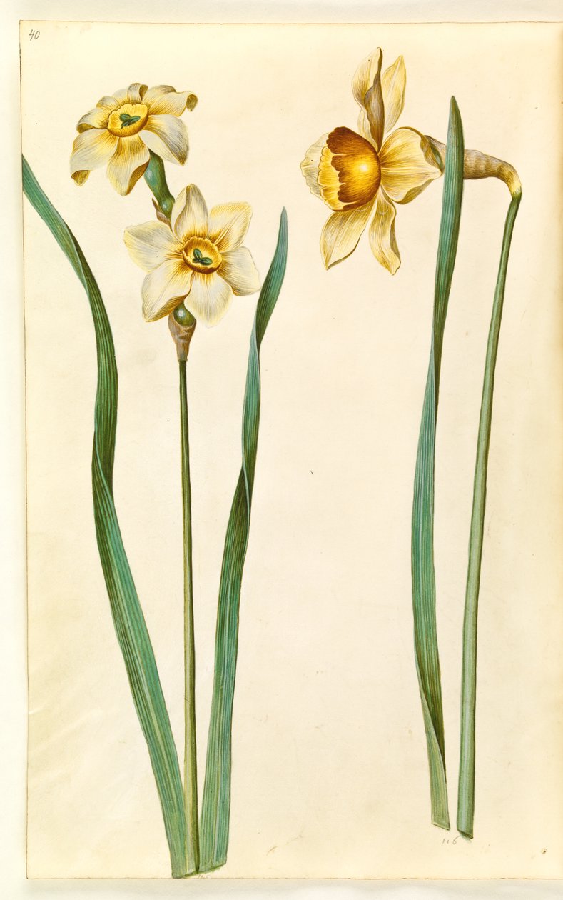 Narcissus ×mediluteus (narcyz toblomstret); Narcyz × nieporównywalny (mieć-narcyza) autorstwa Hans Simon Holtzbecker