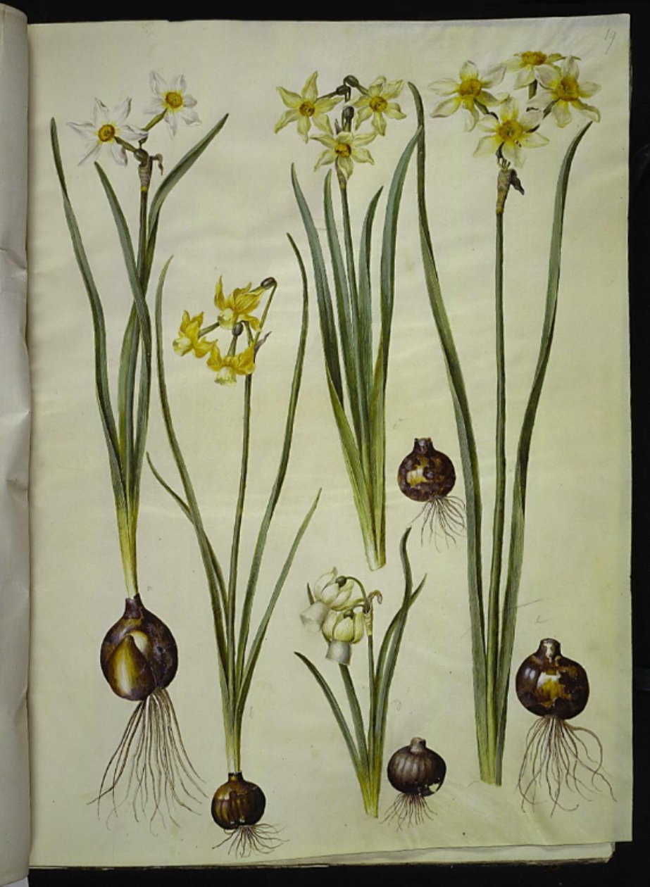 Narcyz poetycki (pinselilje); Narcissus triandrus (orchid-narcissus); Narcissus ×mediluteus (narcyz toblomstret) autorstwa Hans Simon Holtzbecker