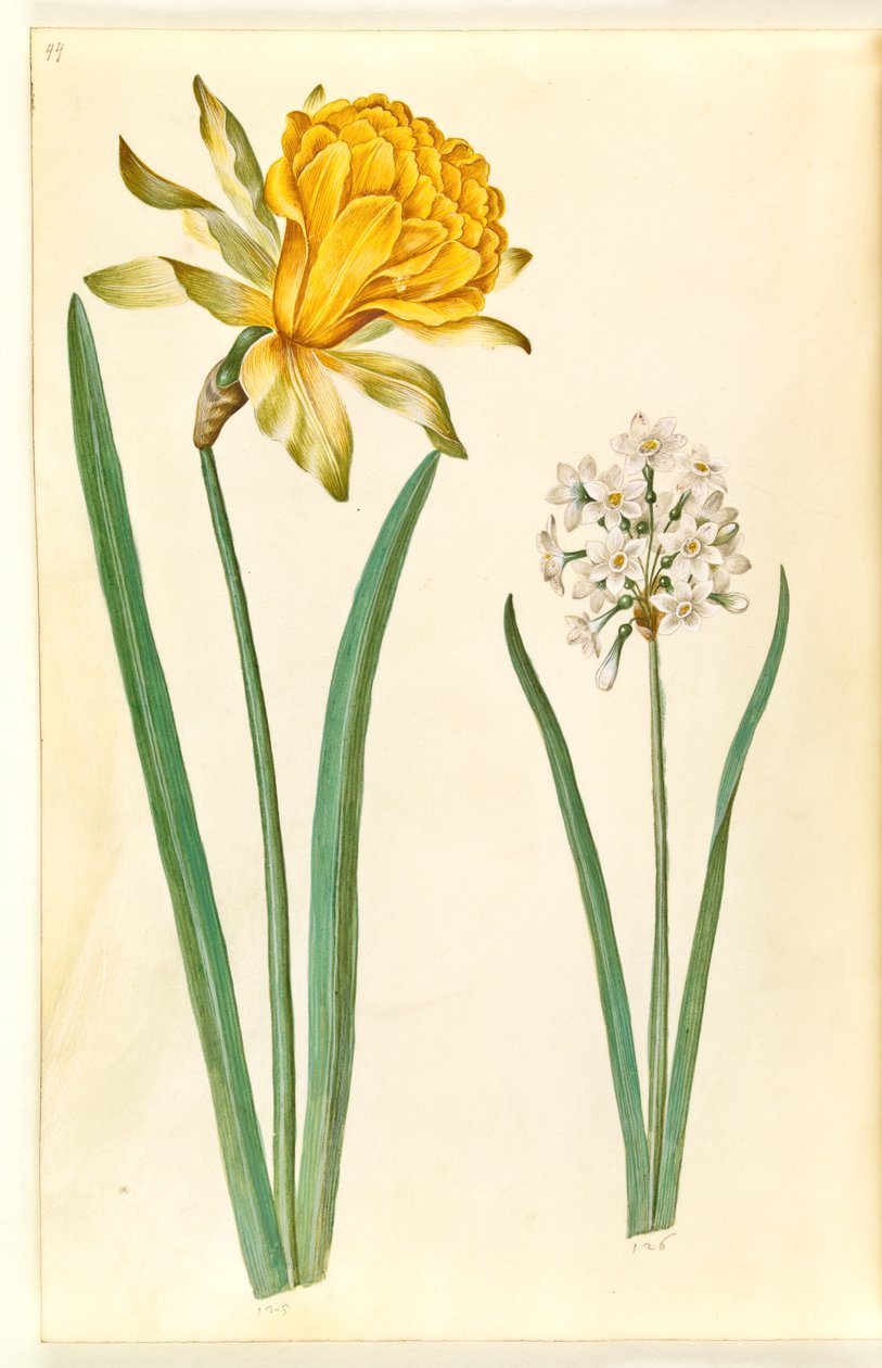 Narcissus pseudonarcissus (żonkil); Narcyz tazetta (tazet) autorstwa Hans Simon Holtzbecker