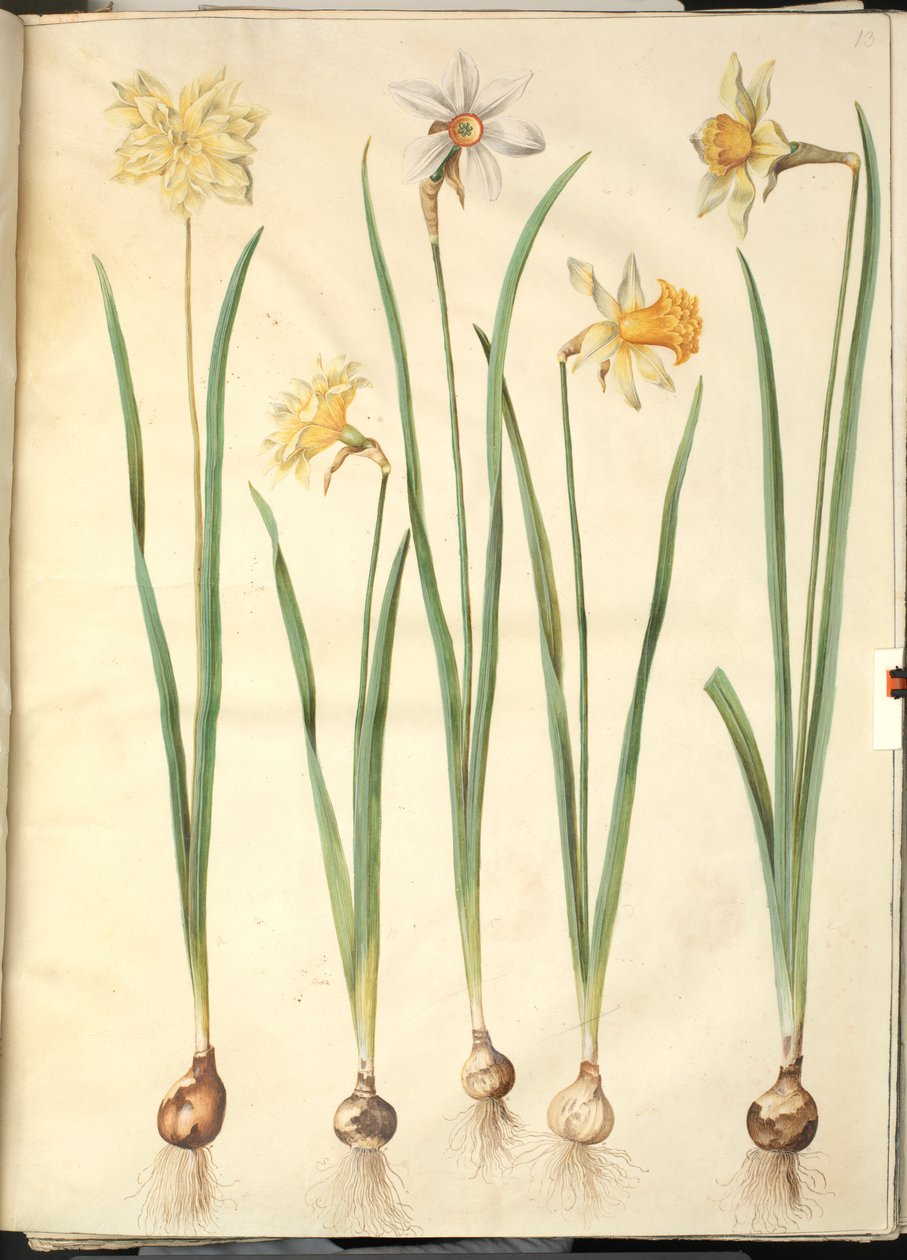 Narcyz pseudonarcyzowy; Narcyz poetycki (pinselilje); Narcyz × nieporównywalny (mieć-narcyza) autorstwa Hans Simon Holtzbecker