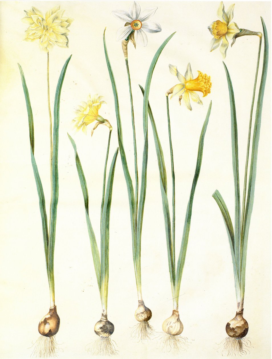 Narcissus pseudonarcissus, Narcissus poeticus, Narcissus × incomparabilis autorstwa Hans Simon Holtzbecker