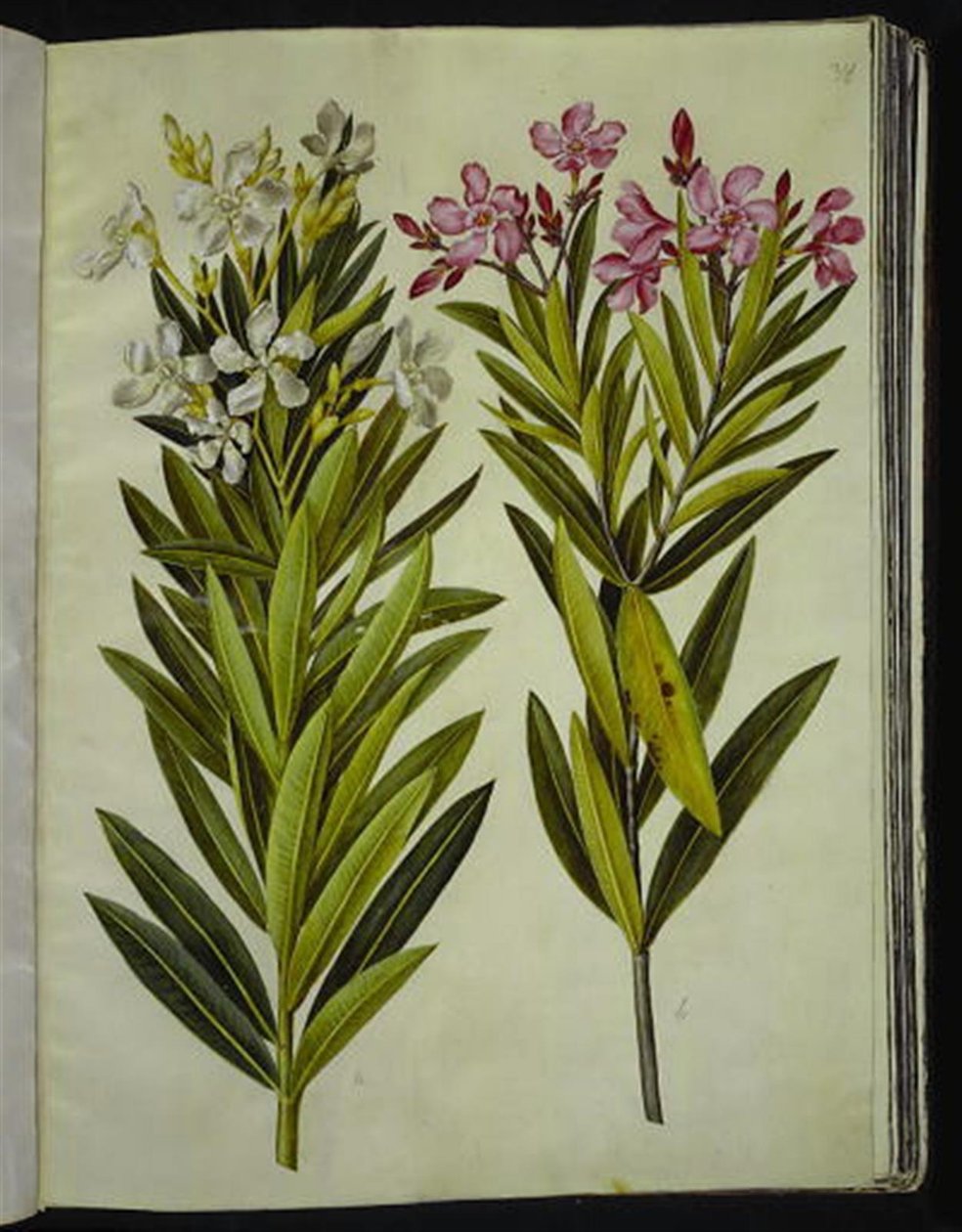 Nerium oleander (nerie) autorstwa Hans Simon Holtzbecker