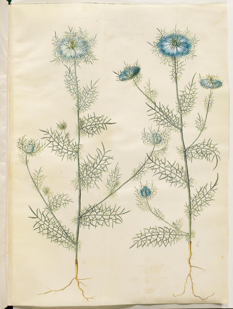 Nigella damascena (dziewica w zieleni) autorstwa Hans Simon Holtzbecker
