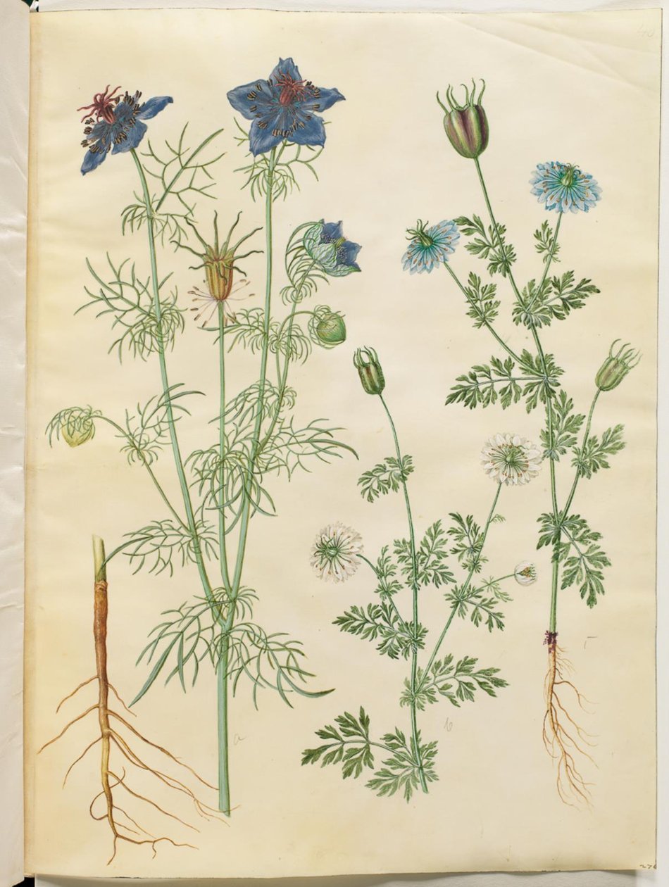 Nigella hispanica (diabeł w buszu); Czarnuszka siewna (czarnuszka) autorstwa Hans Simon Holtzbecker