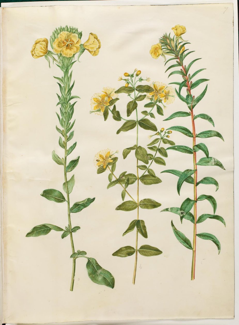 Oenothera biennis (wiesiołek dwuletni); Hypericum hircinum (śmierdzące ziele dziurawca); Oenothera rubricaulis (czerwonoowocowy wiesiołek dwuletni) autorstwa Hans Simon Holtzbecker
