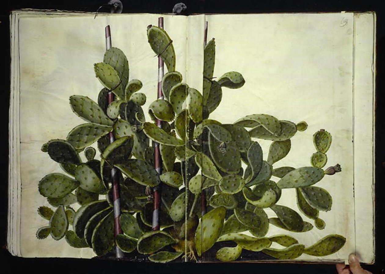 Opuntia ficus-indica, Opuntia humifusa lub Opuntia monacantha (sztuka figenkaktus) autorstwa Hans Simon Holtzbecker