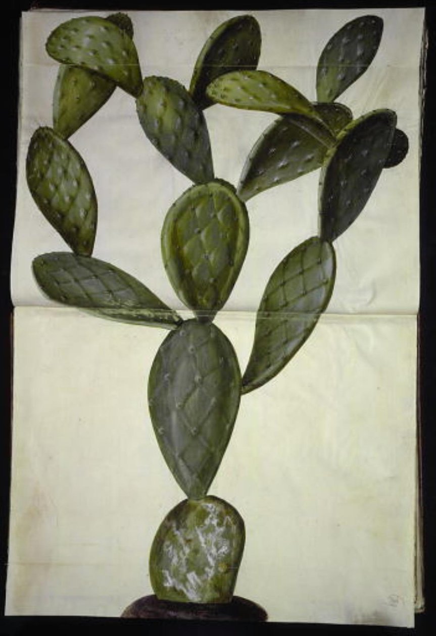 Opuncja monacantha autorstwa Hans Simon Holtzbecker