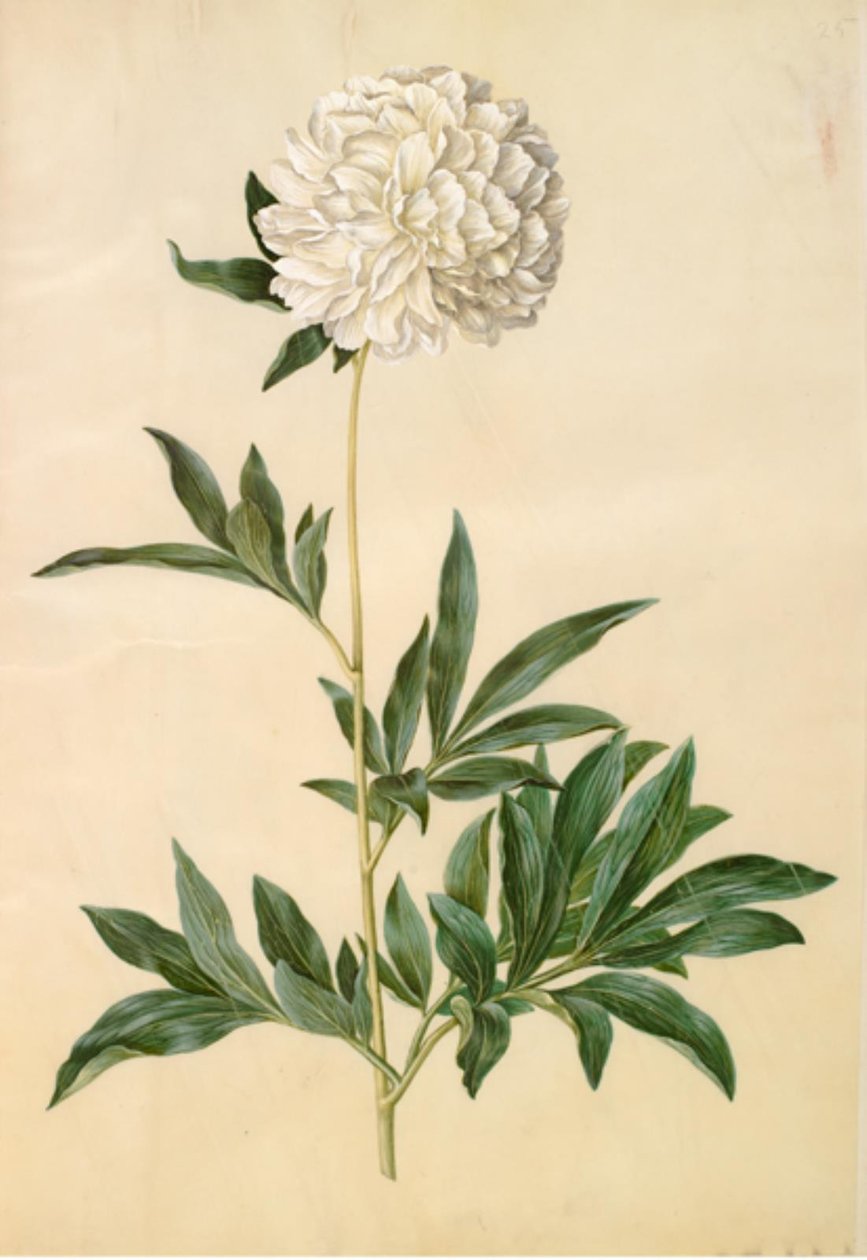 Paeonia lactiflora (jedwabnik) autorstwa Hans Simon Holtzbecker