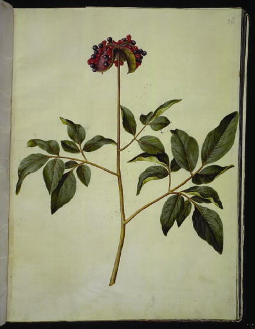 Piwonia męska (róża-silkeplante) autorstwa Hans Simon Holtzbecker