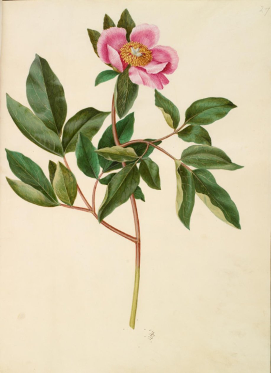 Piwonia męska (piwonia storbladet) autorstwa Hans Simon Holtzbecker