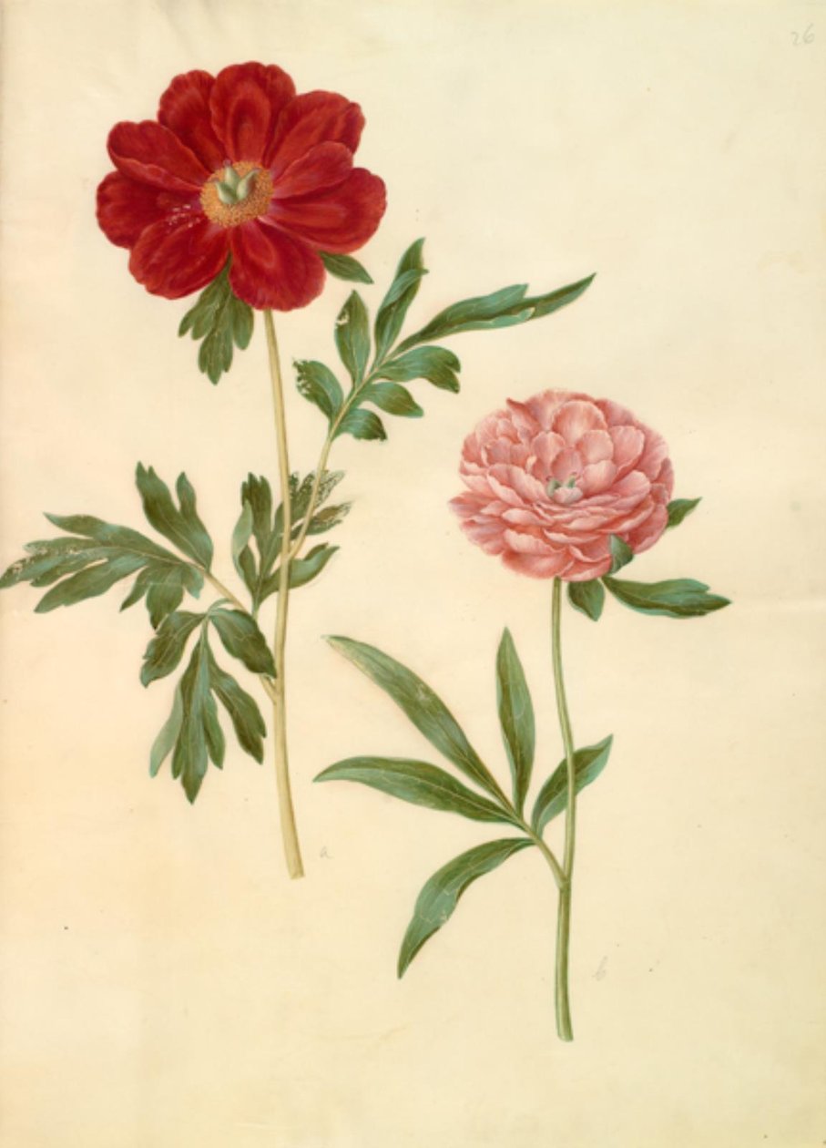 Paeonia officinalis (bonderoza) autorstwa Hans Simon Holtzbecker