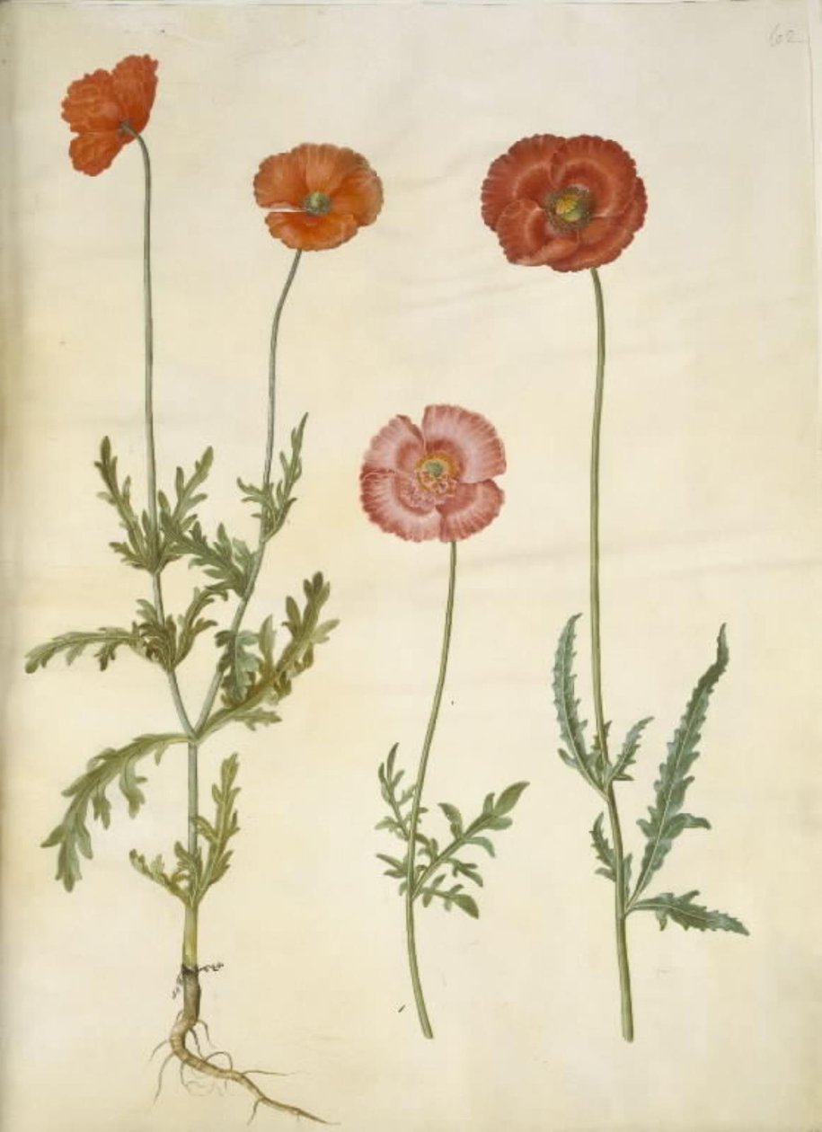 Papaver dubium (mak ogrodzeniowy); Papaver rhoeas (mak zbożowy) autorstwa Hans Simon Holtzbecker