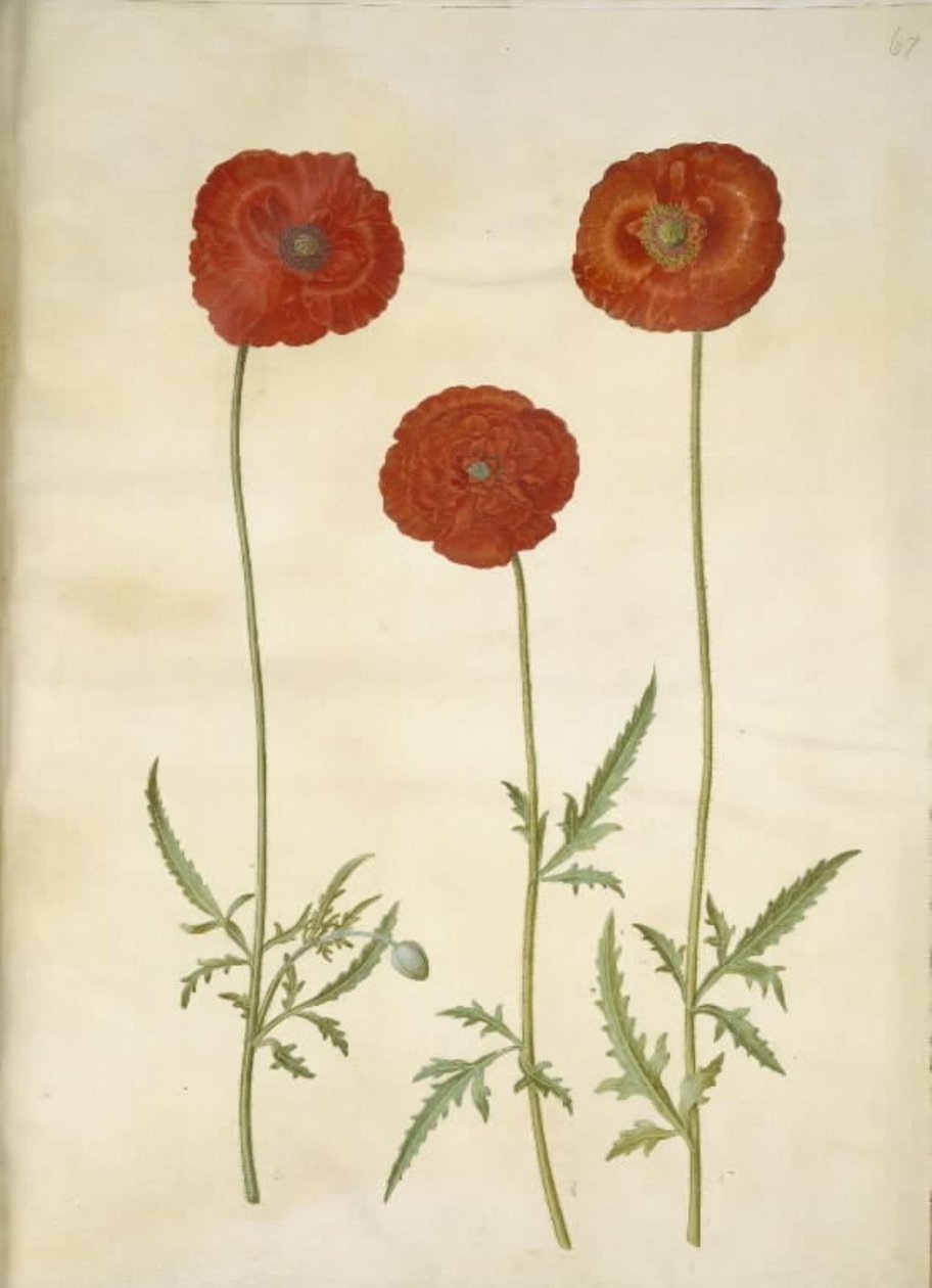 Papaver rhoeas (mak zbożowy) autorstwa Hans Simon Holtzbecker