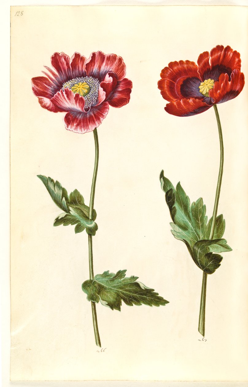 Mak lekarski (mak lekarski) autorstwa Hans Simon Holtzbecker