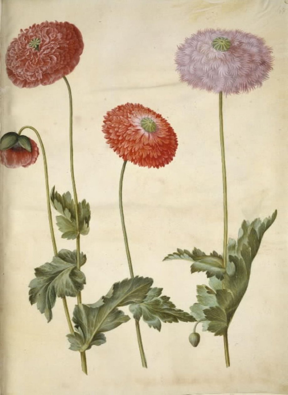 Mak lekarski (mak lekarski) autorstwa Hans Simon Holtzbecker