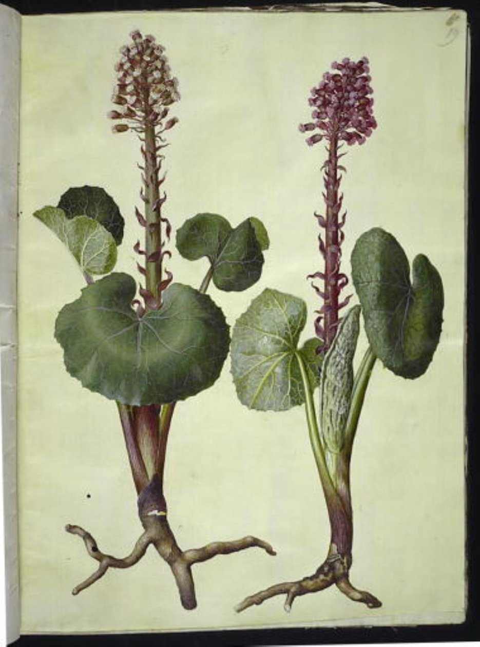 Petasites hybridus (czerwona podkowa) autorstwa Hans Simon Holtzbecker