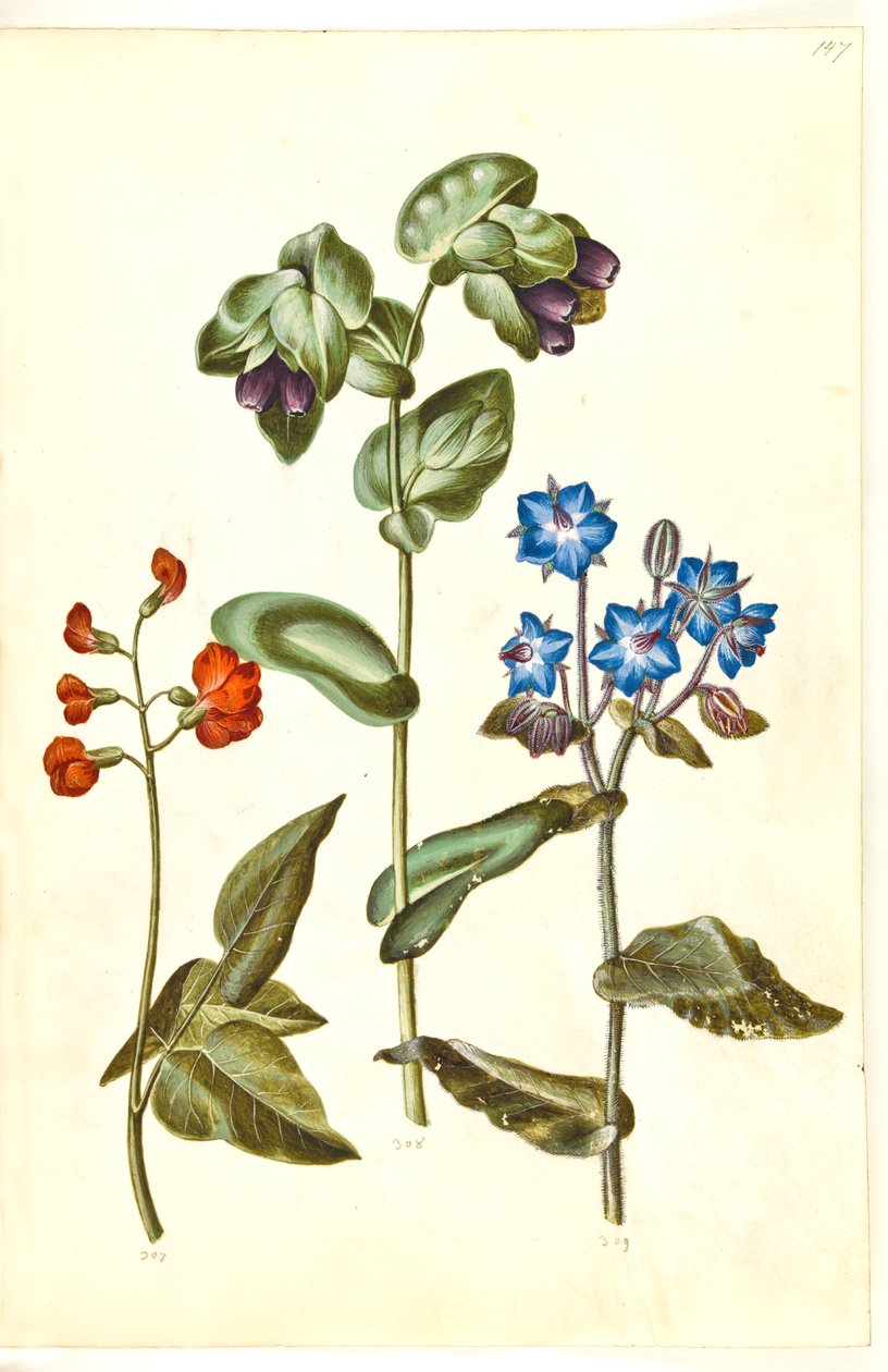 Phaseolus coccineus (fasola pospolita); Cerinthe major (Wielka Woskowa); Borago officinalis (ogórecznik zwyczajny) autorstwa Hans Simon Holtzbecker
