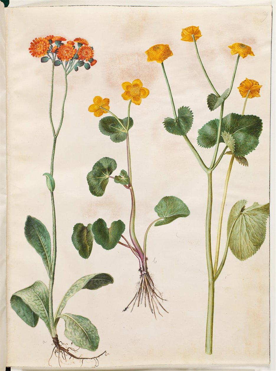 Pilosella aurantiaca (zioło pomorskie); Caltha palustris (turzyca angielska) autorstwa Hans Simon Holtzbecker