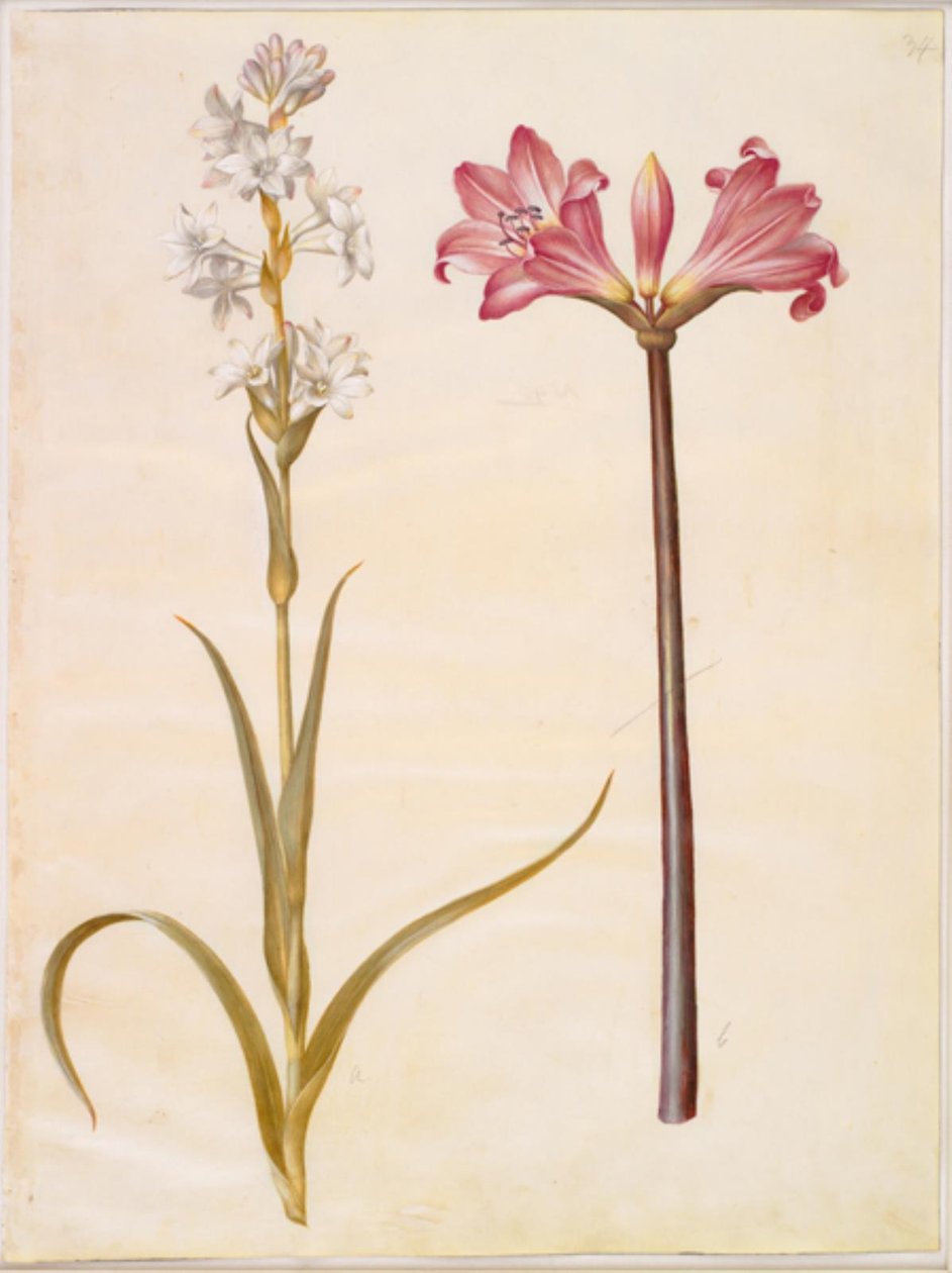 Polanthes tuberosa (tuberoza); Amarylis belladonna (belladonnalilje) autorstwa Hans Simon Holtzbecker